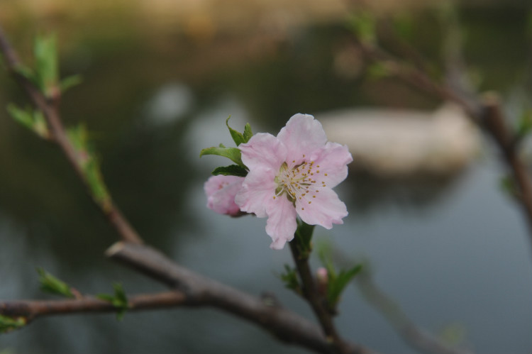 【无锡之春】 梅，洒落的花瓣雨 - 小鱼滋味 - 小鱼滋味