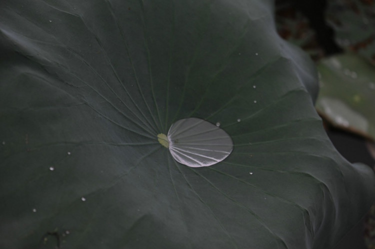 五月的颜色 · 荷花 - 小鱼滋味 - 小鱼滋味