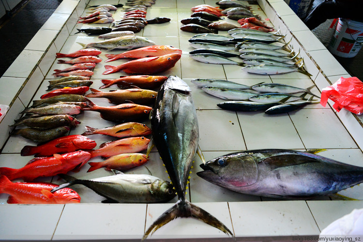 【有一种色彩叫马尔代夫】 马累，马尔代夫的精彩缩影，希望下次再来 - 小鱼滋味 - 小鱼滋味