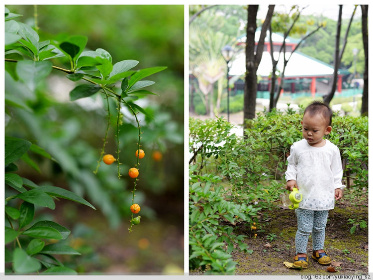 【触摸香港】 屯门公园的紫荆季 - 小鱼滋味 - 小鱼滋味