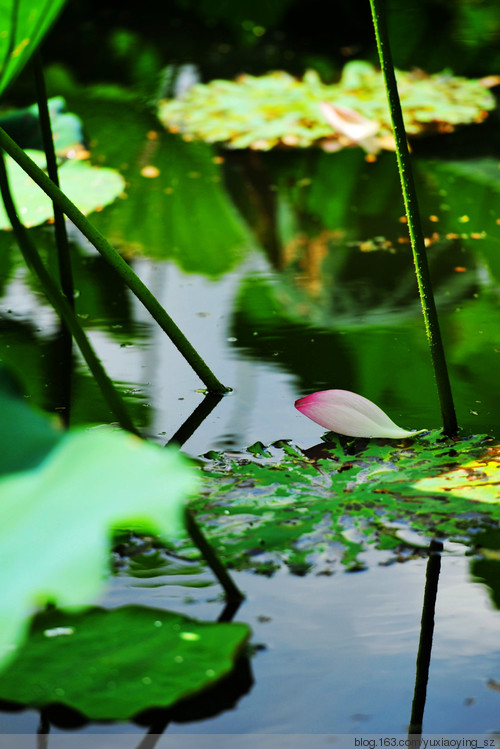 荷风送香——洪湖公园的荷花季 - 小鱼滋味 - 小鱼滋味