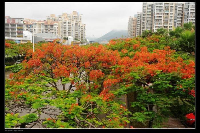 凤凰花又开 - 小鱼滋味 - 小鱼滋味