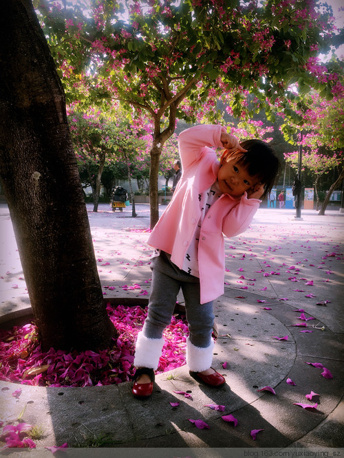 【触摸香港】 屯门公园的紫荆花季 - 小鱼滋味 - 小鱼滋味