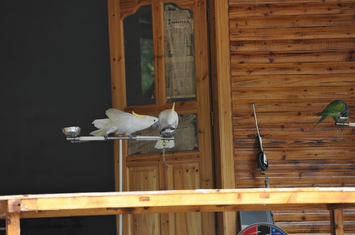 姑婆山公园的鹦鹉表演 - 小鱼滋味 - 小鱼滋味