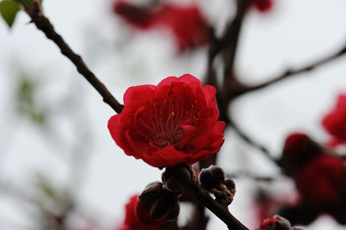 桃花依旧笑春风 - 小鱼滋味 - 小鱼滋味