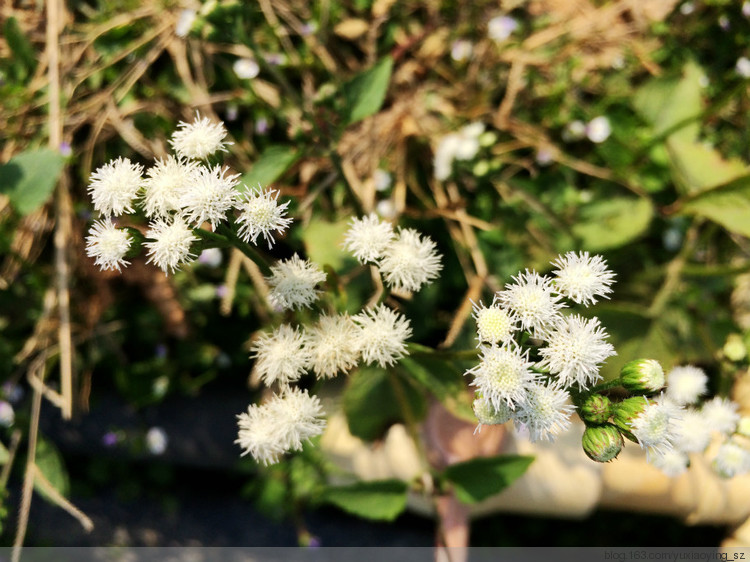 【东莞 · 松山湖】大年初一赏桃花，甲午新春春来早 - 小鱼滋味 - 小鱼滋味