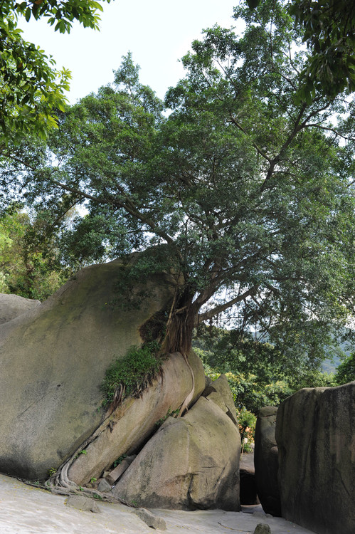 凤凰山初探 - 小鱼滋味 - 小鱼滋味