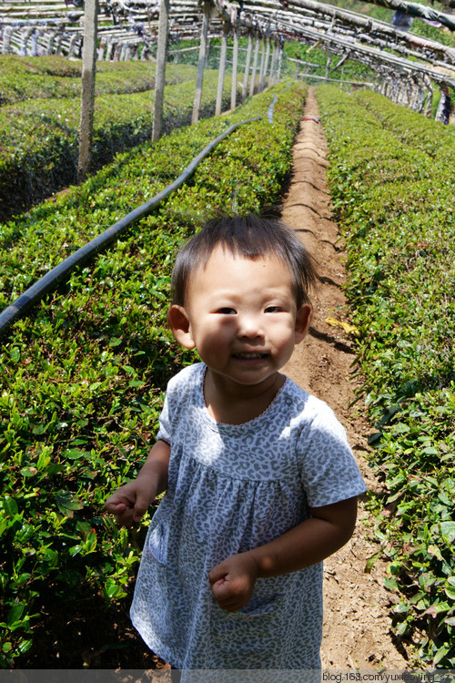 【五月，淡紫色的青岛】 凉泉村樱桃园，山色峪樱桃节 - 小鱼滋味 - 小鱼滋味