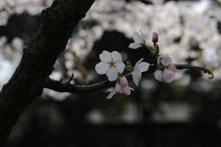 【无锡之春】 樱花，炫舞成风 - 小鱼滋味 - 小鱼滋味