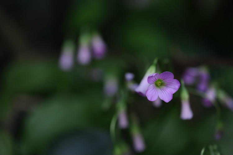 【2012，春之舞】 红花酢浆草 - 小鱼滋味 - 小鱼滋味