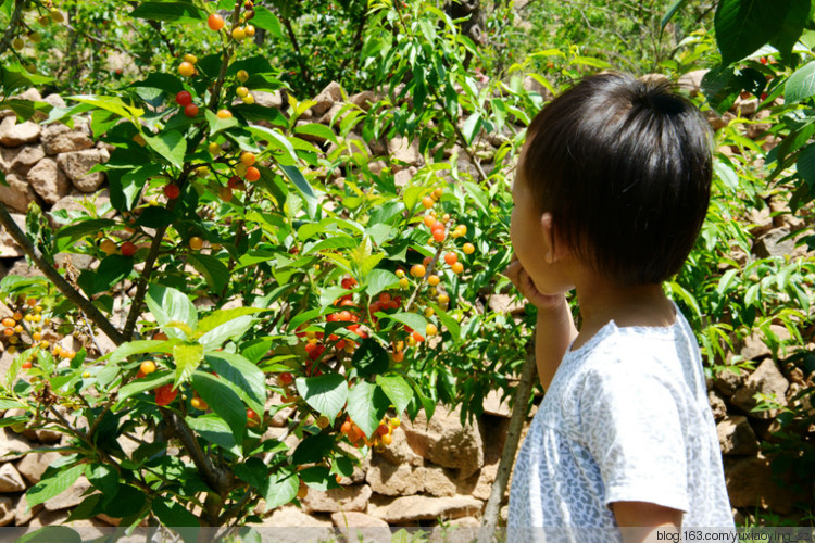 【五月，淡紫色的青岛】 凉泉村樱桃园，山色峪樱桃节 - 小鱼滋味 - 小鱼滋味