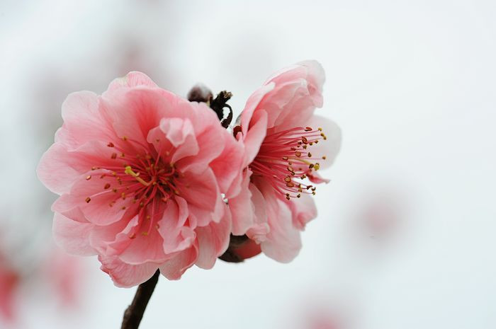 桃花依旧笑春风 - 小鱼滋味 - 小鱼滋味