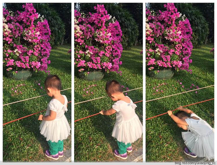 【深圳 莲花山公园】 花开了，又是一年 - 小鱼滋味 - 小鱼滋味