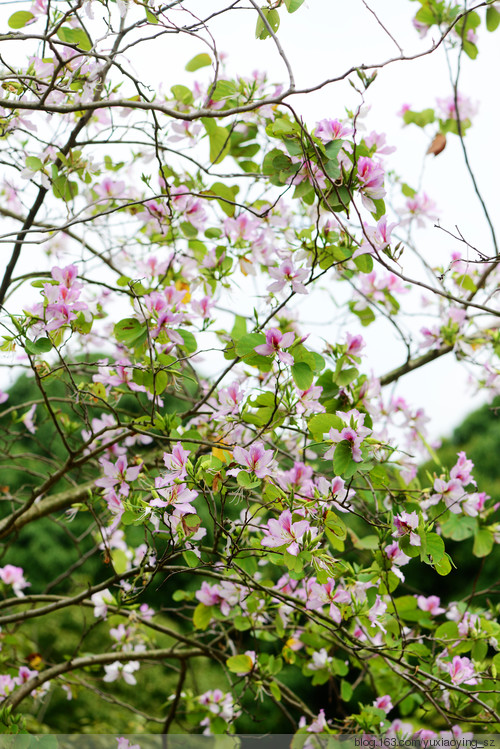 【深圳 · 中心公园】 春天里，百花香 - 小鱼滋味 - 小鱼滋味