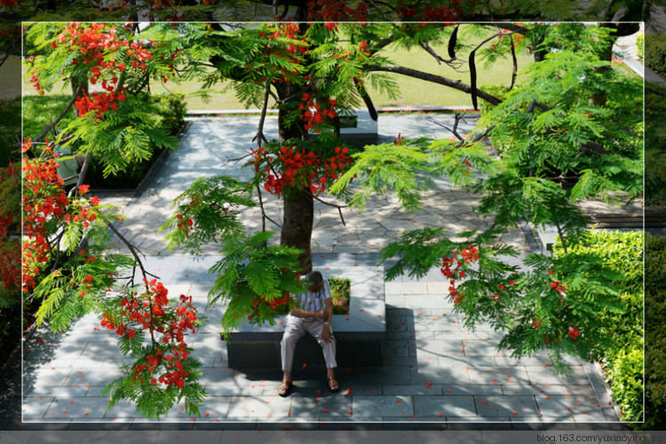 凤凰花开满城红 - 小鱼滋味 - 小鱼滋味