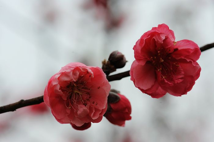 桃花依旧笑春风 - 小鱼滋味 - 小鱼滋味