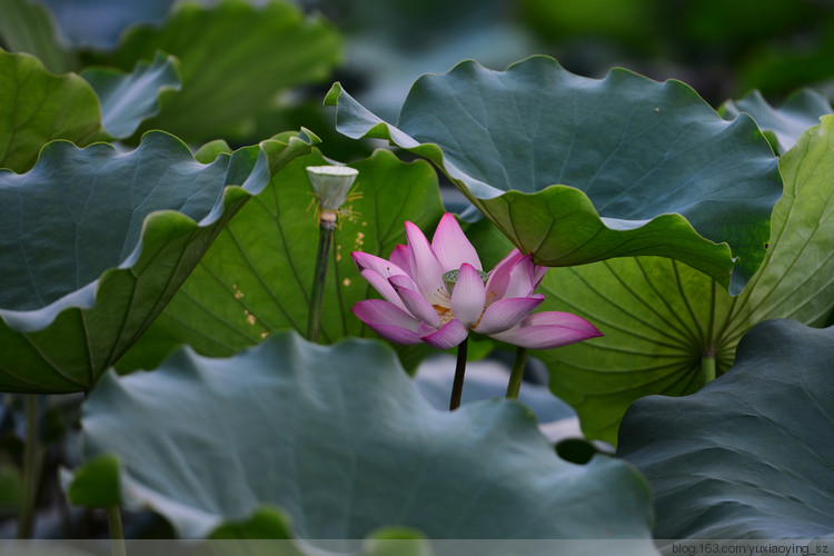 【深圳 · 洪湖公园】 花拆，蓦然夏中 - 小鱼滋味 - 小鱼滋味