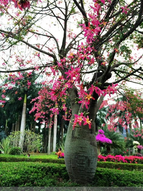 【周末时光】 莲花山公园 - 小鱼滋味 - 小鱼滋味