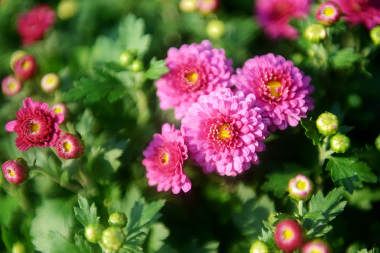 【深圳东湖公园】 菊花 - 小鱼滋味 - 小鱼滋味