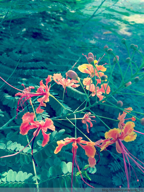 朝阳、雨露和花花世界，好久不见 - 小鱼滋味 - 小鱼滋味