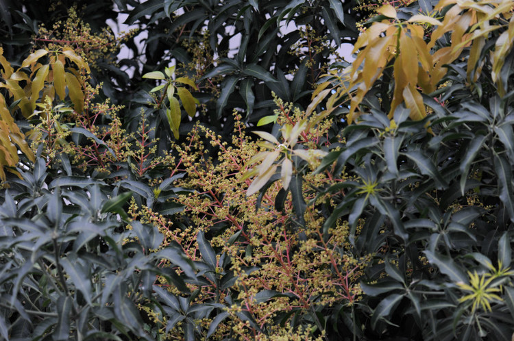 搬家后续（三） ·  花里花外 - 小鱼滋味 - 小鱼滋味