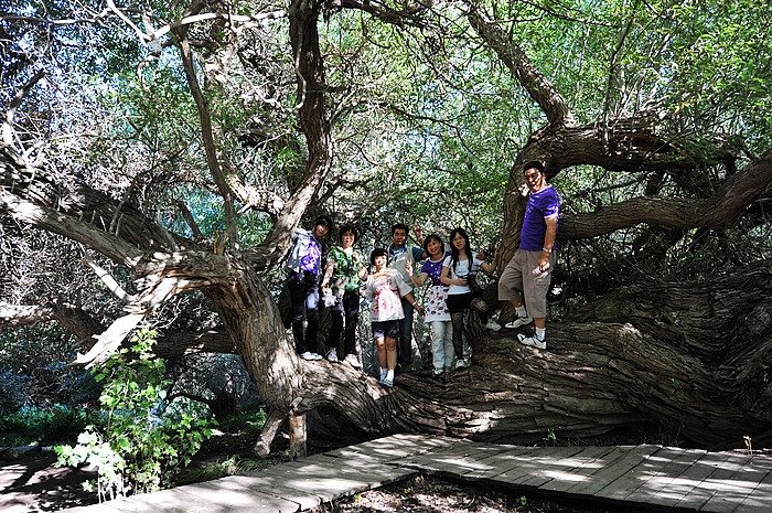 在那遥远的地方（之十 库车老城－库车王府－大清真寺－天山神木园－阿克苏） - 小鱼滋味 - 小鱼滋味