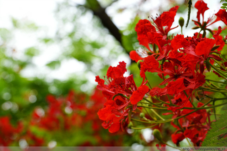 花开时节动鹏城 - 小鱼滋味 - 小鱼滋味 花开时节动鹏城 - 小鱼滋味 - 小鱼滋味