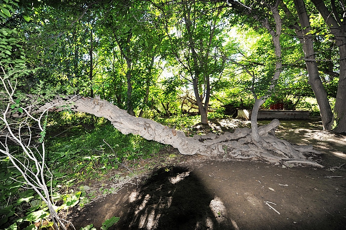 在那遥远的地方（之十 库车老城－库车王府－大清真寺－天山神木园－阿克苏） - 小鱼滋味 - 小鱼滋味