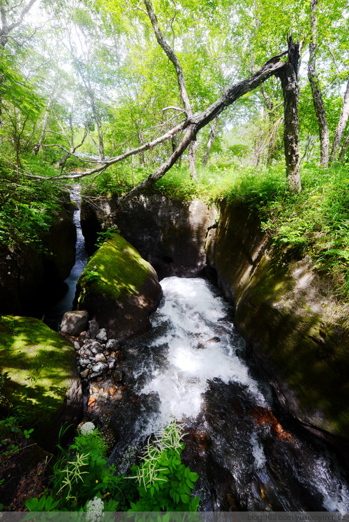 【盛夏的吉林】长白山美景，果然不虚传 - 小鱼滋味 - 小鱼滋味