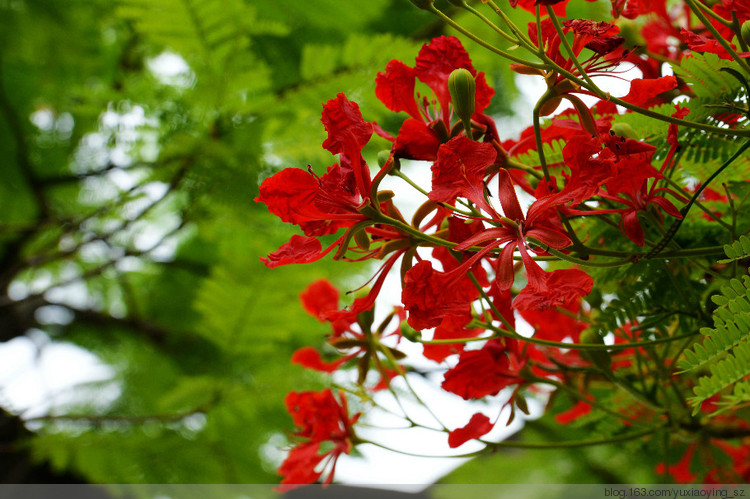 花开时节动鹏城 - 小鱼滋味 - 小鱼滋味 花开时节动鹏城 - 小鱼滋味 - 小鱼滋味