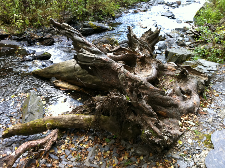 【2011，家乡的秋】 凤凰山国家森林公园--树根的风采 - 小鱼滋味 - 小鱼滋味