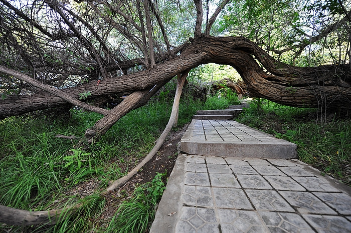 在那遥远的地方（之十 库车老城－库车王府－大清真寺－天山神木园－阿克苏） - 小鱼滋味 - 小鱼滋味