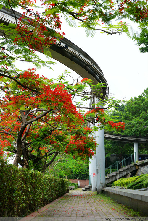 花开时节动鹏城 - 小鱼滋味 - 小鱼滋味 花开时节动鹏城 - 小鱼滋味 - 小鱼滋味