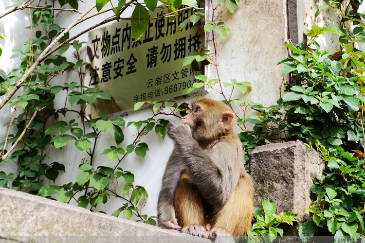 【三入贵州】黔灵山的猴，花溪的水，其乐也融融 - 小鱼滋味 - 小鱼滋味