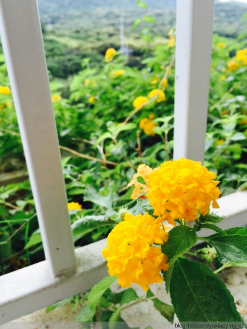 面朝大海，花开 - 小鱼滋味 - 小鱼滋味