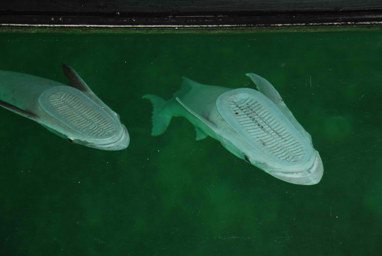 【2009春节澳洲团游】之四 凯恩斯 美丽的大堡礁 - 小鱼滋味 - 小鱼滋味
