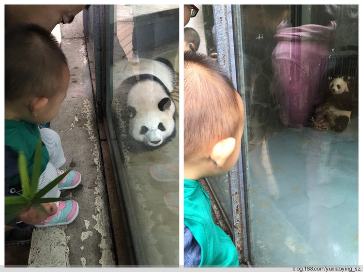 【带着宝宝去旅行】 成都 熊猫基地  锦里 - 小鱼滋味 - 小鱼滋味