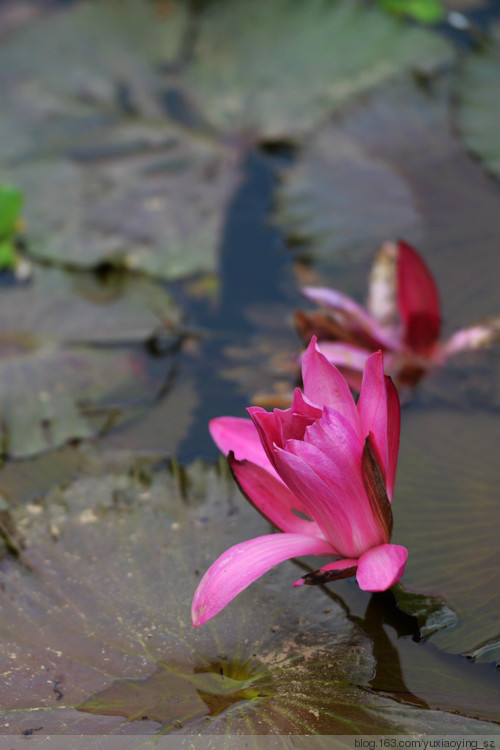 【深圳东湖公园】菊花展 - 小鱼滋味 - 小鱼滋味