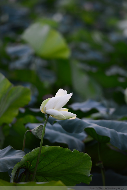 【深圳 · 洪湖公园】 花拆，蓦然夏中 - 小鱼滋味 - 小鱼滋味