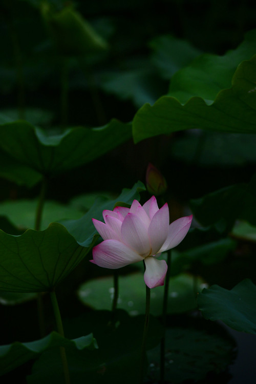 深圳 · 洪湖公园的夏雨荷 - 小鱼滋味 - 小鱼滋味