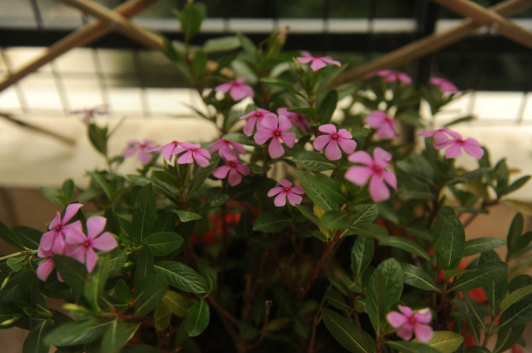 搬家后续（三） ·  花里花外 - 小鱼滋味 - 小鱼滋味