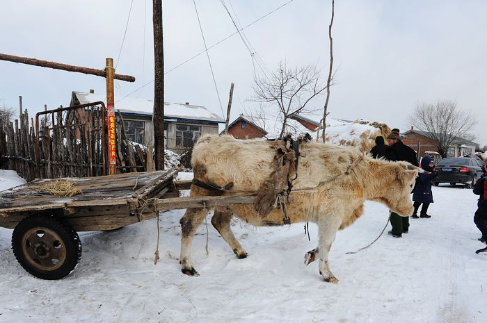 2011，兔年春节--之六 雪中漫游 - 小鱼滋味 - 小鱼滋味