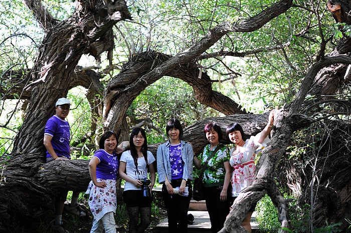 在那遥远的地方（之十 库车老城－库车王府－大清真寺－天山神木园－阿克苏） - 小鱼滋味 - 小鱼滋味