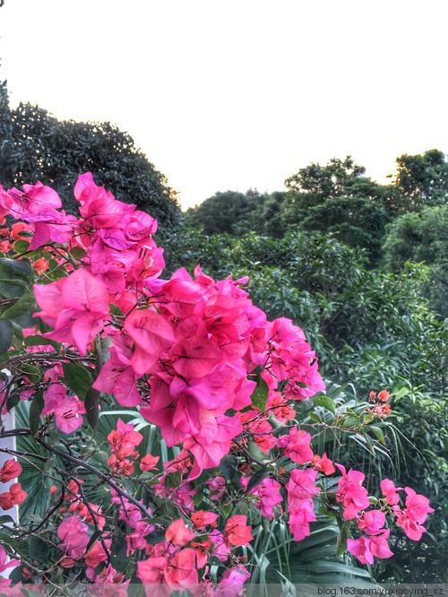 繁花似锦 · 生日快乐 - 小鱼滋味 - 小鱼滋味