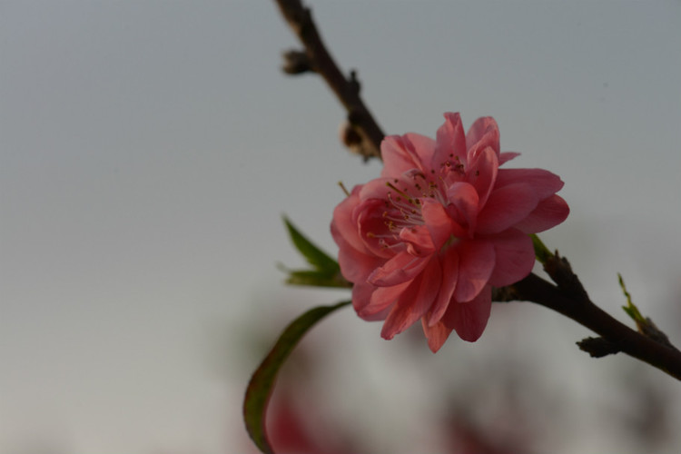 桃花朵朵开，蛇年翩翩入梦来 - 小鱼滋味 - 小鱼滋味