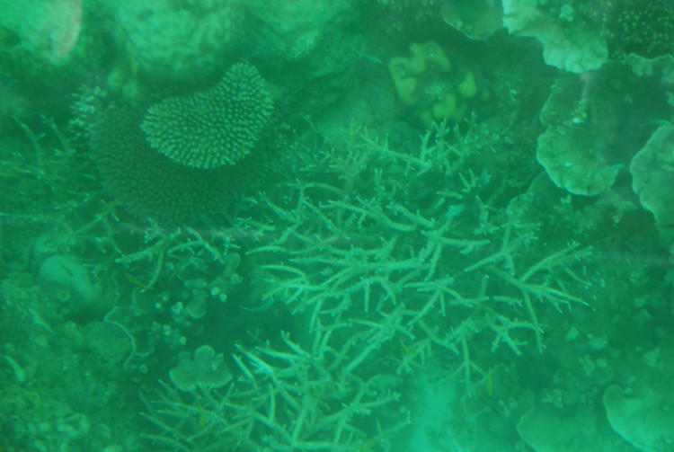 【2009春节澳洲团游】之四 凯恩斯 美丽的大堡礁 - 小鱼滋味 - 小鱼滋味