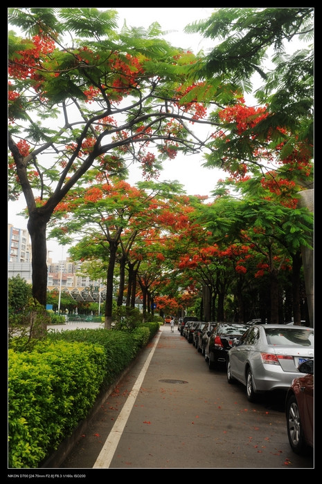 凤凰花又开 - 小鱼滋味 - 小鱼滋味