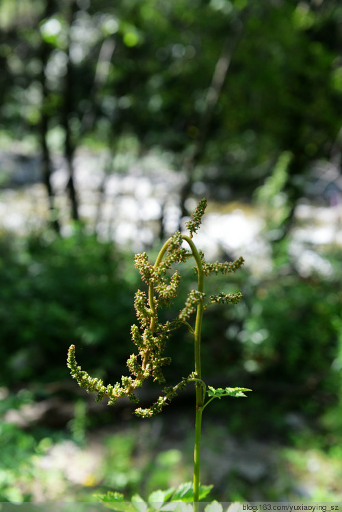 2015 · 雪谷之夏 - 小鱼滋味 - 小鱼滋味