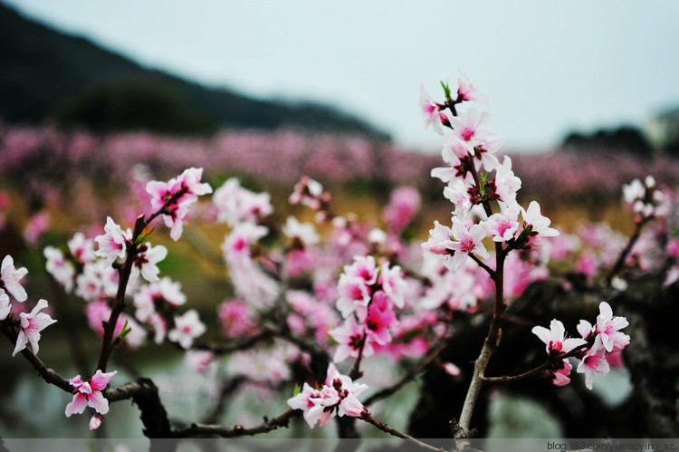 【无锡】阳山桃花 - 小鱼滋味 - 小鱼滋味 【无锡】阳山桃花 - 小鱼滋味 - 小鱼滋味