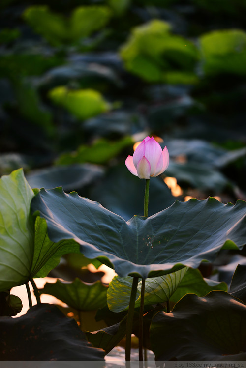 【深圳 · 洪湖公园】 花拆，蓦然夏中 - 小鱼滋味 - 小鱼滋味